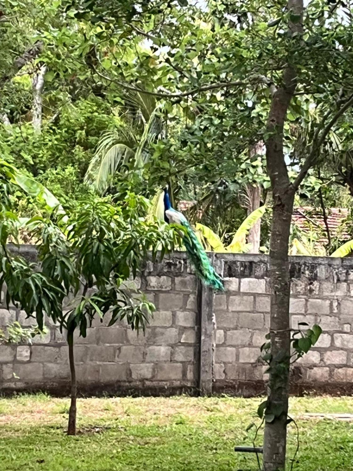 Nature Resort 波隆纳鲁沃 外观 照片